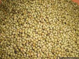 Coriander Seeds, தனியா, Dhaneeya