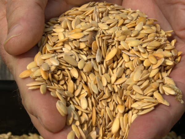 Musk Melon Seeds , கிர்ணி விதை, Kharbooza ka beenj