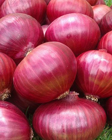 Onion Big size, வெங்காயம் பெரிய அளவு, Piyaz Bold  Size